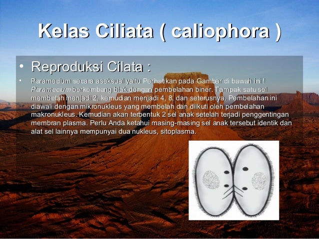 Kumpulan Gambarkan Sketsa Siklus Hidup Plasmodium Penyebab