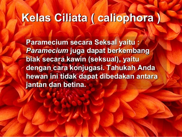 Protozoa 16505673
