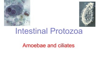 Intestinal Protozoa
Amoebae and ciliates
Dr. Devika Iddawela
Department of Parasitology 2008/2009 Batch
 