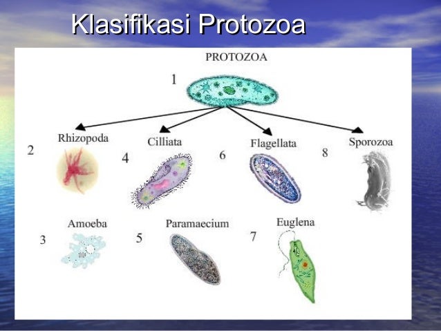  Protozoa 
