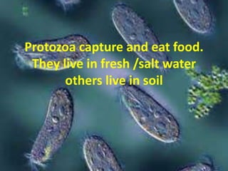 Protozoa capture and eat food. 
They live in fresh /salt water 
others live in soil 
 