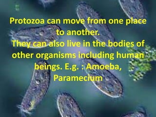 Protozoa can move from one place 
to another. 
They can also live in the bodies of 
other organisms including human 
beings. E.g. : Amoeba, 
Paramecium 
