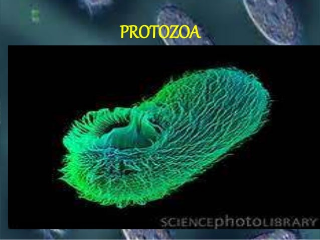 Protozoa >> Protozoa Protozoa >> Protozoa