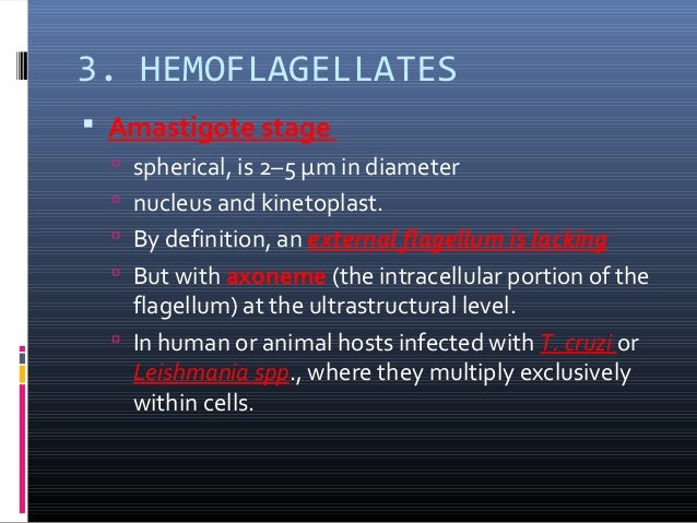 hemoflagellates Hemoflagellates information including symptoms, causes, diseases, symptoms, treatments, and other medical and health issues. hemoflagellates Hemoflagellates information including symptoms, causes, diseases, symptoms, treatments, and other medical and health issues.