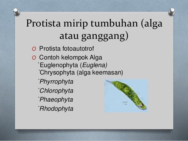 Protista Protozoa Alga Jamur Protista
