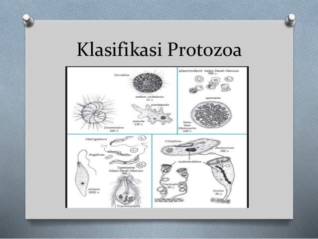 Protista (protozoa,alga,jamur protista)