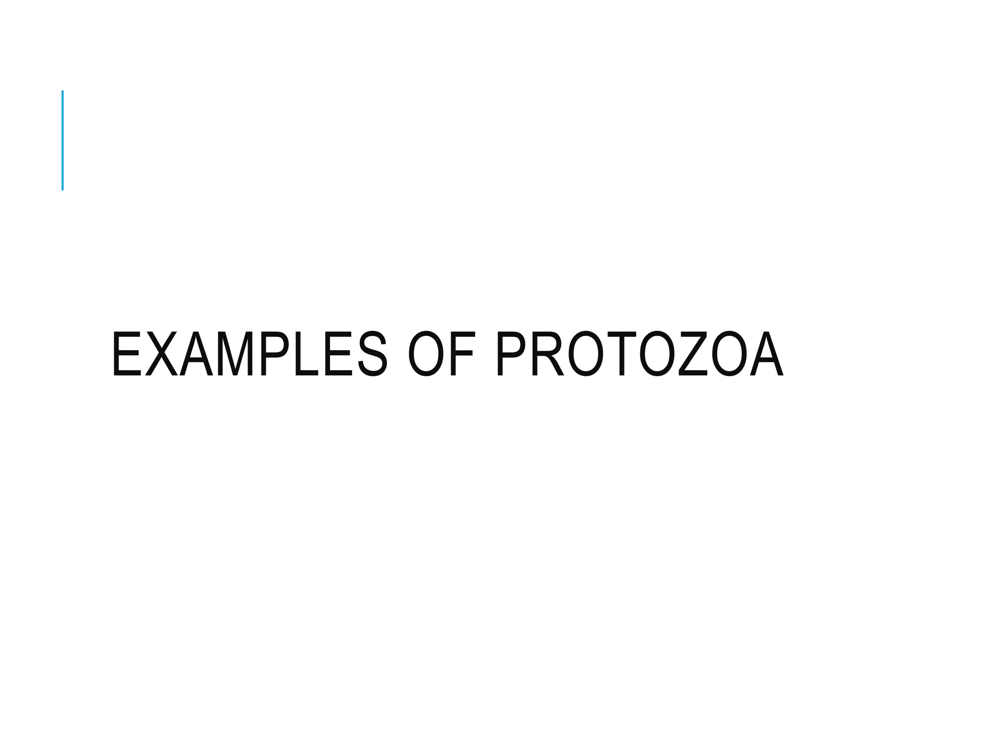 EXAMPLES OF PROTOZOA
 