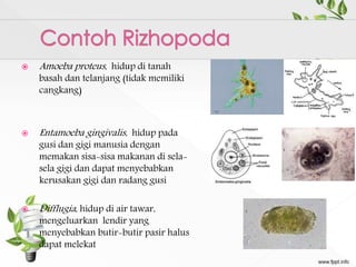  Amoeba proteus, hidup di tanah
basah dan telanjang (tidak memiliki
cangkang)
 Entamoeba gingivalis, hidup pada
gusi dan gigi manusia dengan
memakan sisa-sisa makanan di sela-
sela gigi dan dapat menyebabkan
kerusakan gigi dan radang gusi
 Difflugia, hidup di air tawar,
mengeluarkan lendir yang
menyebabkan butir-butir pasir halus
dapat melekat
 