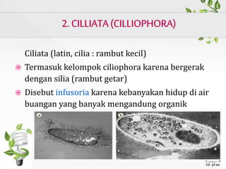 Ciliata (latin, cilia : rambut kecil)
 Termasuk kelompok ciliophora karena bergerak
dengan silia (rambut getar)
 Disebut infusoria karena kebanyakan hidup di air
buangan yang banyak mengandung organik
 