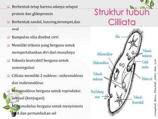  Berbentuk tetap karena adanya selaput
protein dan glikoprotein
 Berbentuk sandal, lonceng,terompet,dan
oval
 Kumpulan silia disebut cirri
 Memiliki trikosis yang berguna untuk
mempertahankan diri dari musuhnya
 Vakoula kontraktil berguna untuk
osmoregulasi
 Cilliata memiliki 2 nukleus : mikronukleus
dan makronukleus
 Mikronukleus berguna untuk reproduksi
seksual (konjugasi)
 Makronukelus berguna untuk menyintesis
RNA dan pertumbuhan sel
 