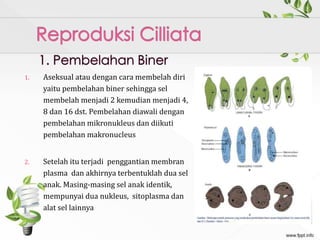 1. Aseksual atau dengan cara membelah diri
yaitu pembelahan biner sehingga sel
membelah menjadi 2 kemudian menjadi 4,
8 dan 16 dst. Pembelahan diawali dengan
pembelahan mikronukleus dan diikuti
pembelahan makronucleus
2. Setelah itu terjadi penggantian membran
plasma dan akhirnya terbentuklah dua sel
anak. Masing-masing sel anak identik,
mempunyai dua nukleus, sitoplasma dan
alat sel lainnya
 