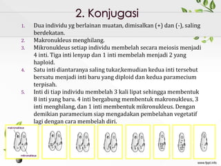 1. Dua individu yg berlainan muatan, dimisalkan (+) dan (-), saling
berdekatan.
2. Makronukleus menghilang.
3. Mikronukleus setiap individu membelah secara meiosis menjadi
4 inti. Tiga inti lenyap dan 1 inti membelah menjadi 2 yang
haploid.
4. Satu inti diantaranya saling tukar,kemudian kedua inti tersebut
bersatu menjadi inti baru yang diploid dan kedua paramecium
terpisah.
5. Inti di tiap individu membelah 3 kali lipat sehingga membentuk
8 inti yang baru. 4 inti bergabung membentuk makronukleus, 3
inti menghilang, dan 1 inti membentuk mikronukleus. Dengan
demikian paramecium siap mengadakan pembelahan vegetatif
lagi dengan cara membelah diri.
 