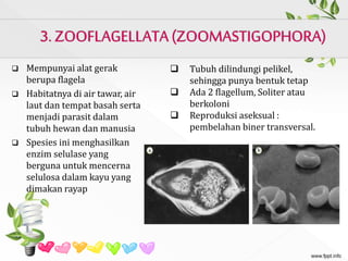  Mempunyai alat gerak
berupa flagela
 Habitatnya di air tawar, air
laut dan tempat basah serta
menjadi parasit dalam
tubuh hewan dan manusia
 Spesies ini menghasilkan
enzim selulase yang
berguna untuk mencerna
selulosa dalam kayu yang
dimakan rayap
 Tubuh dilindungi pelikel,
sehingga punya bentuk tetap
 Ada 2 flagellum, Soliter atau
berkoloni
 Reproduksi aseksual :
pembelahan biner transversal.
 