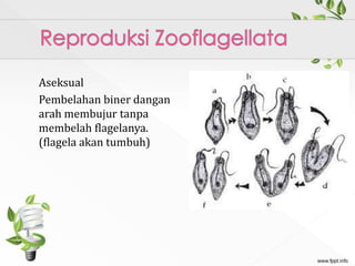 Aseksual
Pembelahan biner dangan
arah membujur tanpa
membelah flagelanya.
(flagela akan tumbuh)
 