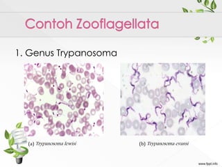 1. Genus Trypanosoma
(a) Trypanosoma lewisi (b) Trypanosoma evansi
 