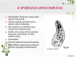  Merupakan Protozoa yang tidak
punya alat gerak
 Adanya tahap menjadi spora
dalam siklus hidupnya
 Merupakan sel infektif yang
sangat kecil (Sporozoit)
 Salah satu ujung selnya (apeks)
berguna menembus sel dan
tubuh inang
 Uniseluler
 Parasit pada hewan & manusia
 Reproduksi seksual & aseksual
diserta pergiliran keturunan.
 