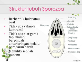  Berbentuk bulat atau
oval
 Tidak ada vakuola
kontraktil
 Tidak ada alat gerak
tapi mampu
berpindah
antarjaringan melalui
peredaran darah
 Memiliki sebuah
nukleus
 