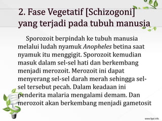 Sporozoit berpindah ke tubuh manusia
melalui ludah nyamuk Anopheles betina saat
nyamuk itu menggigit. Sporozoit kemudian
masuk dalam sel-sel hati dan berkembang
menjadi merozoit. Merozoit ini dapat
menyerang sel-sel darah merah sehingga sel-
sel tersebut pecah. Dalam keadaan ini
penderita malaria mengalami demam. Dan
merozoit akan berkembang menjadi gametosit
 