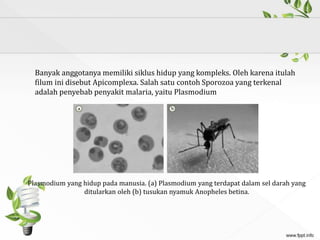 Banyak anggotanya memiliki siklus hidup yang kompleks. Oleh karena itulah
filum ini disebut Apicomplexa. Salah satu contoh Sporozoa yang terkenal
adalah penyebab penyakit malaria, yaitu Plasmodium
Plasmodium yang hidup pada manusia. (a) Plasmodium yang terdapat dalam sel darah yang
ditularkan oleh (b) tusukan nyamuk Anopheles betina.
 