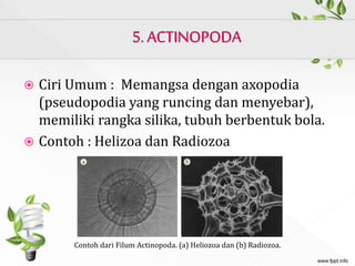  Ciri Umum : Memangsa dengan axopodia
(pseudopodia yang runcing dan menyebar),
memiliki rangka silika, tubuh berbentuk bola.
 Contoh : Helizoa dan Radiozoa
Contoh dari Filum Actinopoda. (a) Heliozoa dan (b) Radiozoa.
 