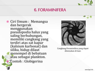  Ciri Umum : Memangsa
dan bergerak
menggunakan
pseudopodia halus yang
saling berhubungan,
memiliki cangkang yang
terdiri atas zat kapur
(kalsium karbonat) dan
silika, hidup dilaut
menempel di bebatuan
atau sebagai plankton.
 Contoh : Globigerina
Cangkang Foraminifera yang dapat
ditemukan di laut.
 