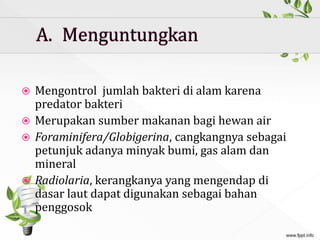  Mengontrol jumlah bakteri di alam karena
predator bakteri
 Merupakan sumber makanan bagi hewan air
 Foraminifera/Globigerina, cangkangnya sebagai
petunjuk adanya minyak bumi, gas alam dan
mineral
 Radiolaria, kerangkanya yang mengendap di
dasar laut dapat digunakan sebagai bahan
penggosok
 