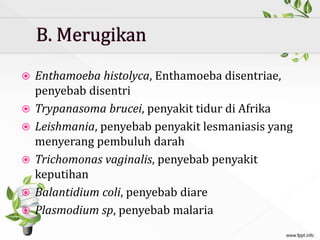  Enthamoeba histolyca, Enthamoeba disentriae,
penyebab disentri
 Trypanasoma brucei, penyakit tidur di Afrika
 Leishmania, penyebab penyakit lesmaniasis yang
menyerang pembuluh darah
 Trichomonas vaginalis, penyebab penyakit
keputihan
 Balantidium coli, penyebab diare
 Plasmodium sp, penyebab malaria
 