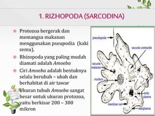  Protozoa bergerak dan
memangsa makanan
menggunakan pseupodia (kaki
semu).
 Rhizopoda yang paling mudah
diamati adalah Amoeba
 Ciri Amoeba adalah bentuknya
selalu berubah – ubah dan
berhabitat di air tawar
 Ukuran tubuh Amoeba sangat
besar untuk ukuran protozoa,
yaitu berkisar 200 – 300
mikron
 