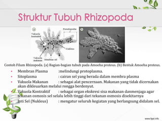  Membran Plasma :melindungi protoplasma.
 Sitoplasma : cairan sel yang berada dalam membra plasma
 Vakuola Makanan : sebagai alat pencernaan. Makanan yang tidak dicernakan
akan dikleuarkan melalui rongga berdenyut.
 Vakuola Kontraktif : sebagai organ ekskresi sisa makanan danmenjaga agar
tekanan osmosis sel selalu lebih tinggi dari tekanan osmosis disekitarnya
 Inti Sel (Nukleus) : mengatur seluruh kegiatan yang berlangsung didalam sel.
Contoh Filum Rhizopoda. (a) Bagian-bagian tubuh pada Amoeba proteus. (b) Bentuk Amoeba proteus.
 