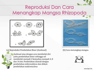 (a) Reproduksi Pembelahan Biner (Aseksual) (b) Cara menangkap mangsa.
Aseksual atau dengan cara membelah diri
yaitu pembelahan biner sehingga sel
membelah menjadi 2 kemudian menjadi 4, 8
dan 16 dst. Pembelahan diawali dengan
pembelahan mikronukleus dan diikuti
pembelahan makronucleus
 