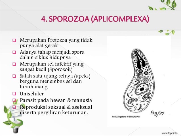  Protozoa  Protista Mirip Hewan  