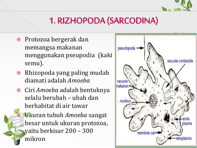 Protozoa Protista Mirip Hewan