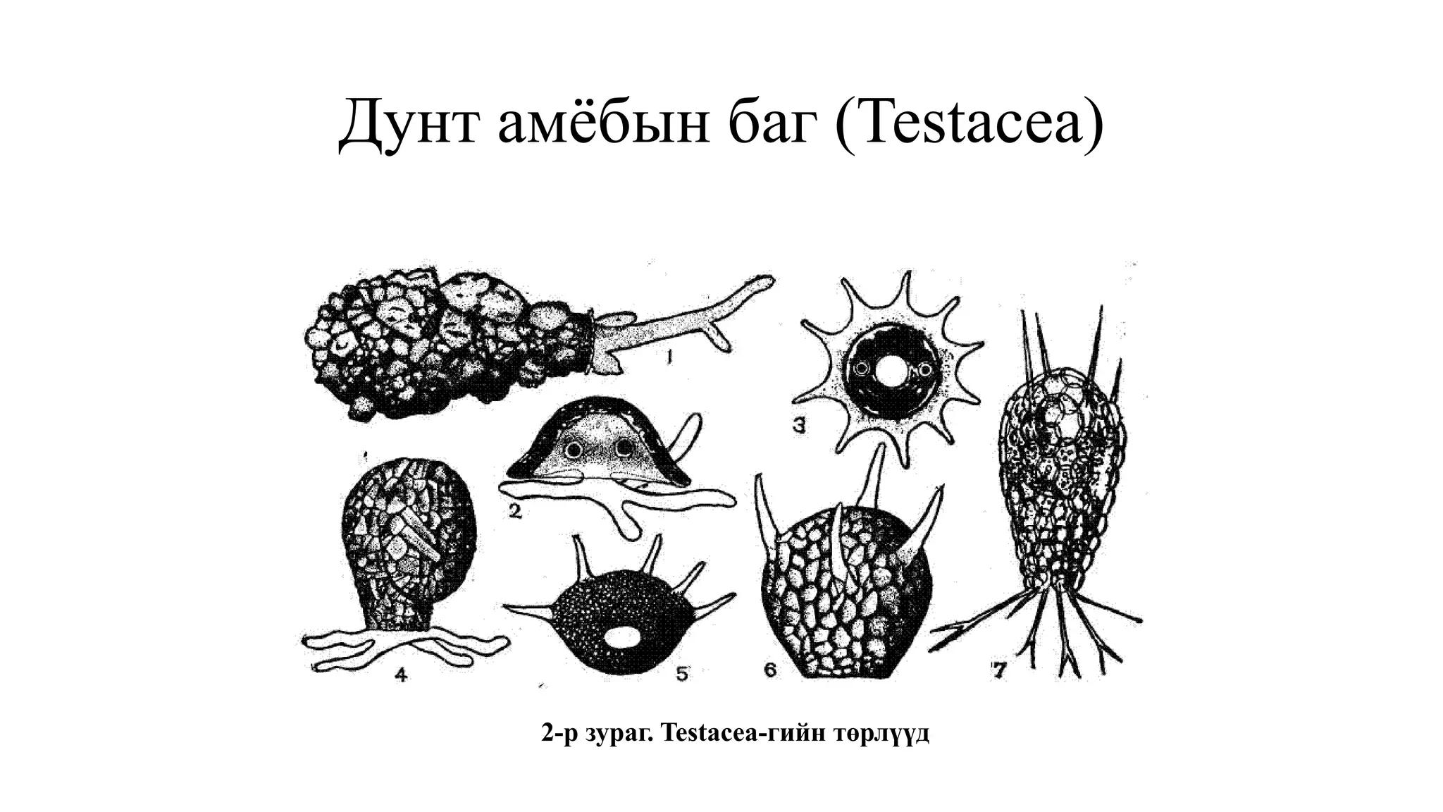 Дунт амёбын баг (Testacea)
2-р зураг. Testacea-гийн төрлүүд
 