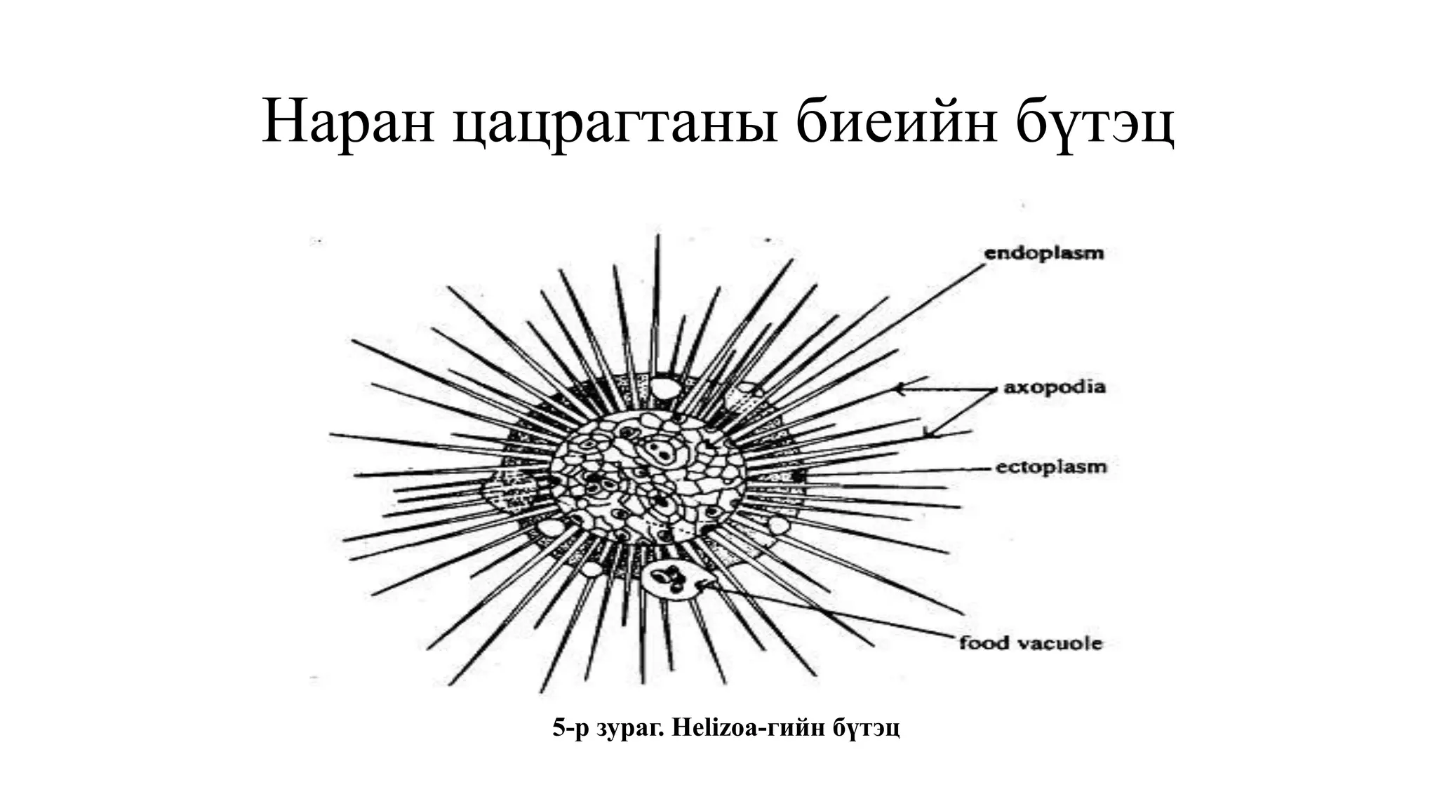 Наран цацрагтаны биеийн бүтэц
5-р зураг. Helizoa-гийн бүтэц
 