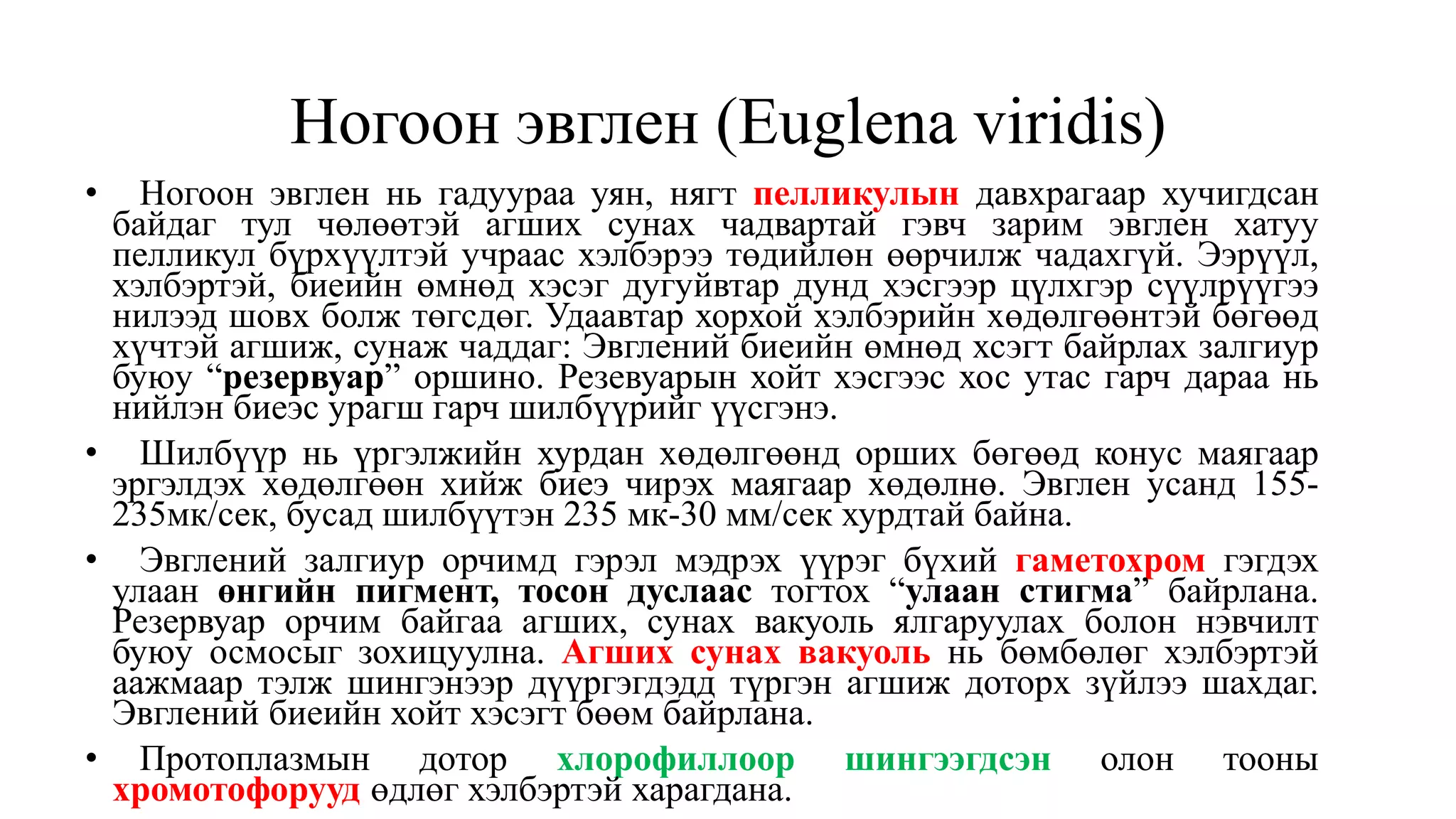 Ногоон эвглен (Euglena viridis)
• Ногоон эвглен нь гадуураа уян, нягт пелликулын давхрагаар хучигдсан
байдаг тул чөлөөтэй агших сунах чадвартай гэвч зарим эвглен хатуу
пелликул бүрхүүлтэй учраас хэлбэрээ төдийлөн өөрчилж чадахгүй. Ээрүүл,
хэлбэртэй, биеийн өмнөд хэсэг дугуйвтар дунд хэсгээр цүлхгэр сүүлрүүгээ
нилээд шовх болж төгсдөг. Удаавтар хорхой хэлбэрийн хөдөлгөөнтэй бөгөөд
хүчтэй агшиж, сунаж чаддаг: Эвглений биеийн өмнөд хсэгт байрлах залгиур
буюу “резервуар” оршино. Резевуарын хойт хэсгээс хос утас гарч дараа нь
нийлэн биеэс урагш гарч шилбүүрийг үүсгэнэ.
• Шилбүүр нь үргэлжийн хурдан хөдөлгөөнд орших бөгөөд конус маягаар
эргэлдэх хөдөлгөөн хийж биеэ чирэх маягаар хөдөлнө. Эвглен усанд 155-
235мк/сек, бусад шилбүүтэн 235 мк-30 мм/сек хурдтай байна.
• Эвглений залгиур орчимд гэрэл мэдрэх үүрэг бүхий гаметохром гэгдэх
улаан өнгийн пигмент, тосон дуслаас тогтох “улаан стигма” байрлана.
Резервуар орчим байгаа агших, сунах вакуоль ялгаруулах болон нэвчилт
буюу осмосыг зохицуулна. Агших сунах вакуоль нь бөмбөлөг хэлбэртэй
аажмаар тэлж шингэнээр дүүргэгдэдд түргэн агшиж доторх зүйлээ шахдаг.
Эвглений биеийн хойт хэсэгт бөөм байрлана.
• Протоплазмын дотор хлорофиллоор шингээгдсэн олон тооны
хромотофорууд өдлөг хэлбэртэй харагдана.
 