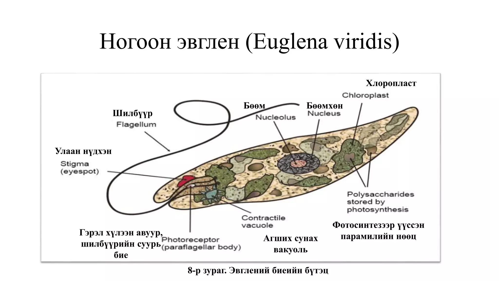 Ногоон эвглен (Euglena viridis)
Улаан нүдхэн
Шилбүүр
Бөөм Бөөмхөн
Хлоропласт
Фотосинтезээр үүссэн
парамилийн нөөцАгших сунах
вакуоль
Гэрэл хүлээн авуур,
шилбүүрийн суурь
бие
8-р зураг. Эвглений биеийн бүтэц
 