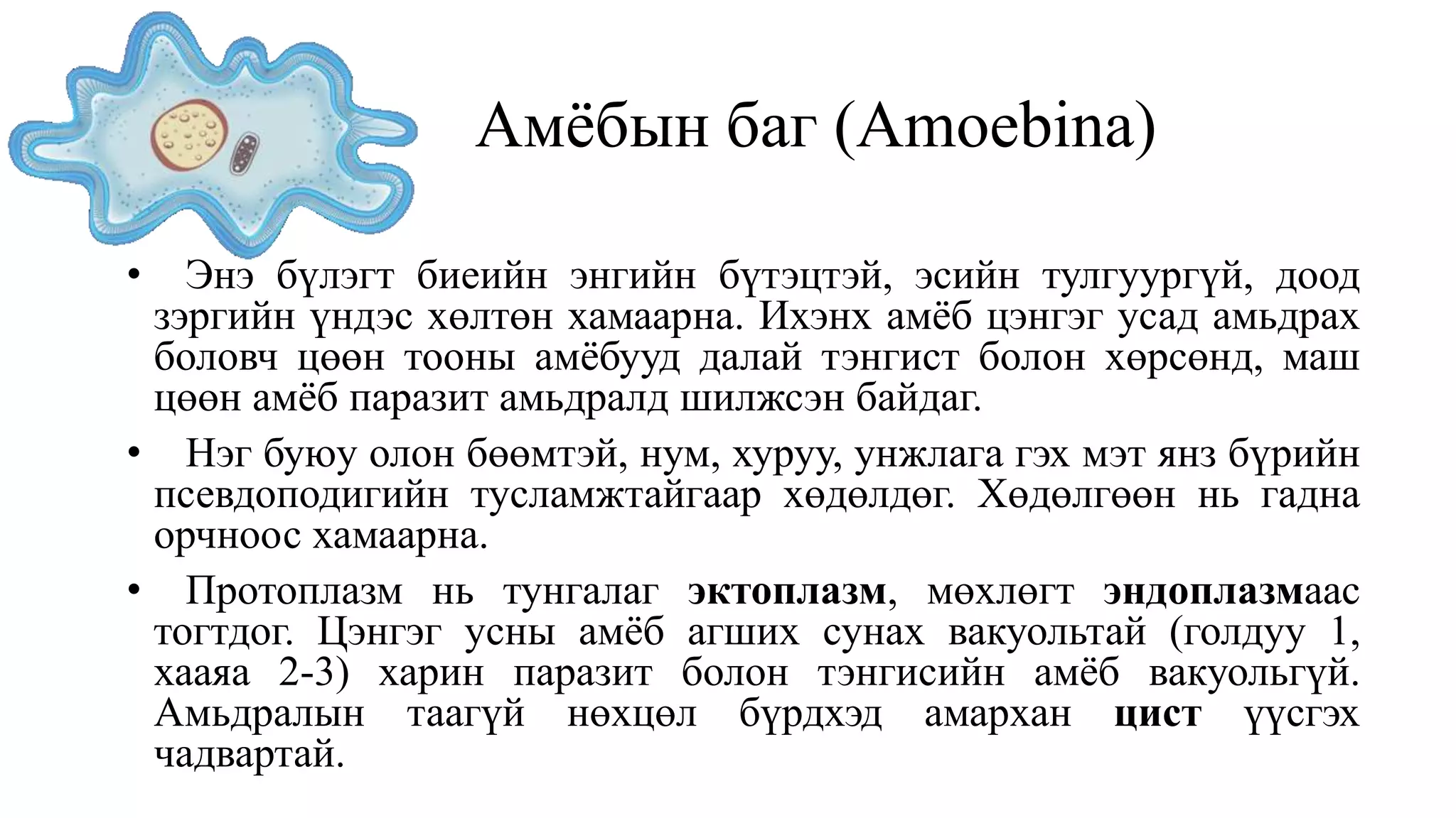 Амёбын баг (Amoebina)
• Энэ бүлэгт биеийн энгийн бүтэцтэй, эсийн тулгуургүй, доод
зэргийн үндэс хөлтөн хамаарна. Ихэнх амёб цэнгэг усад амьдрах
боловч цөөн тооны амёбууд далай тэнгист болон хөрсөнд, маш
цөөн амёб паразит амьдралд шилжсэн байдаг.
• Нэг буюу олон бөөмтэй, нум, хуруу, унжлага гэх мэт янз бүрийн
псевдоподигийн тусламжтайгаар хөдөлдөг. Хөдөлгөөн нь гадна
орчноос хамаарна.
• Протоплазм нь тунгалаг эктоплазм, мөхлөгт эндоплазмаас
тогтдог. Цэнгэг усны амёб агших сунах вакуольтай (голдуу 1,
хааяа 2-3) харин паразит болон тэнгисийн амёб вакуольгүй.
Амьдралын таагүй нөхцөл бүрдхэд амархан цист үүсгэх
чадвартай.
 