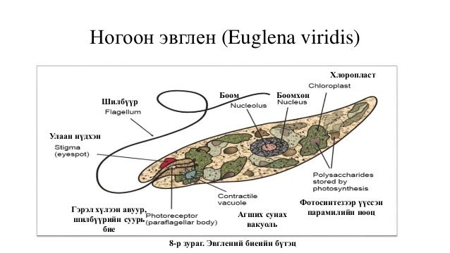 Protozoa (нэг эстэн)