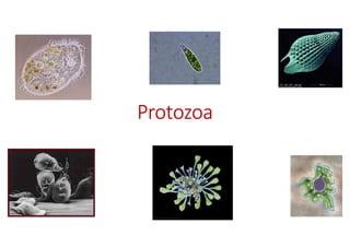ProtozoaProtozoaProtozoaProtozoa
 