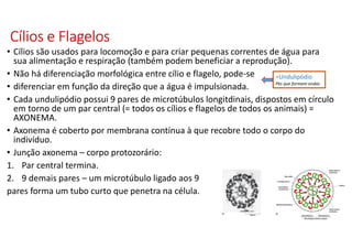 Cílios e FlagelosCílios e FlagelosCílios e FlagelosCílios e Flagelos
• Cílios são usados para locomoção e para criar pequenas correntes de água para
sua alimentação e respiração (também podem beneficiar a reprodução).
• Não há diferenciação morfológica entre cílio e flagelo, pode-se
• diferenciar em função da direção que a água é impulsionada.
• Cada undulipódio possui 9 pares de microtúbulos longitdinais, dispostos em círculo
em torno de um par central (= todos os cílios e flagelos de todos os animais) =
AXONEMA.
• Axonema é coberto por membrana contínua à que recobre todo o corpo do
indivíduo.
• Junção axonema – corpo protozorário:
1. Par central termina.
2. 9 demais pares – um microtúbulo ligado aos 9
pares forma um tubo curto que penetra na célula.
=Undulipódio
Pés que formam ondas
 