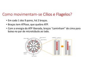 Como movimentam-se Cílios e FlagelosCílios e FlagelosCílios e FlagelosCílios e Flagelos?
• Em cada 1 dos 9 pares, há 2 braços.
• Braços tem ATPase, que quebra ATP.
• Com a energia do ATP liberada, braços “caminham” de cima para
baixo no par de microtúbulo ao lado.
 