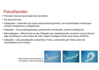 PseudópodesPseudópodesPseudópodesPseudópodes
• Principal meio de locomoção dos Sarcodina.
• Há várias formas:
• Lobópodes – extensões do corpo relativamente grandes, com extremidade romba (que
contem ectoplasma e endoplasma).
• Filópodes – finos prolongamentos, geralmente ramificados, contem ectoplasma.
• Reticulópodes – diferenciam-se dos filópodes por repetidamente reunirem-se para formar
algo semelhante a uma malha de rede. (alguns zoólogos acham essa classe artificial).
• Axópodes – são pseudópodes compridos e finos, sustentados por feixes axiais de
microtúbulos (3 à muitos).
Reticulópodes movimentando-se
em direção a colônia de bactérias.
 