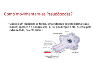 Como movimentam-se PseudópodesPseudópodesPseudópodesPseudópodes?
• Quando um lopópode se forma, uma extensão do ectoplasma (capa
hialina) aparece e o endoplasma: 1. flui em direção a ela, 2. reflui pela
extremidade, no ectoplasma.
 