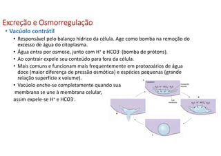 Excreção eExcreção eExcreção eExcreção e OsmorregulaçãoOsmorregulaçãoOsmorregulaçãoOsmorregulação
• Vacúolo contrátil
• Responsável pelo balanço hídrico da célula. Age como bomba na remoção do
excesso de água do citoplasma.
• Água entra por osmose, junto com H+ e HCO3- (bomba de prótons).
• Ao contrair expele seu conteúdo para fora da célula.
• Mais comuns e funcionam mais frequentemente em protozoários de água
doce (maior diferença de pressão osmótica) e espécies pequenas (grande
relação superfície x volume).
• Vacúolo enche-se completamente quando sua
membrana se une à membrana celular,
assim expele-se H+ e HCO3-.
 