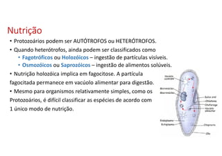 NutriçãoNutriçãoNutriçãoNutrição
• Protozoários podem ser AUTÓTROFOS ou HETERÓTROFOS.
• Quando heterótrofos, ainda podem ser classificados como
• Fagotróficos ou Holozóicos – ingestão de partículas visíveis.
• Osmozóicos ou Saprozóicos – ingestão de alimentos solúveis.
• Nutrição holozóica implica em fagocitose. A partícula
fagocitada permanece em vacúolo alimentar para digestão.
• Mesmo para organismos relativamente simples, como os
Protozoários, é difícil classificar as espécies de acordo com
1 único modo de nutrição.
 