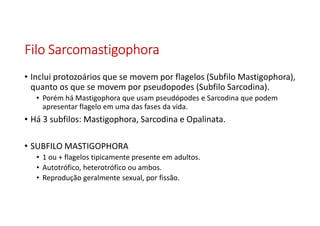 FiloFiloFiloFilo SarcomastigophoraSarcomastigophoraSarcomastigophoraSarcomastigophora
• Inclui protozoários que se movem por flagelos (Subfilo Mastigophora),
quanto os que se movem por pseudopodes (Subfilo Sarcodina).
• Porém há Mastigophora que usam pseudópodes e Sarcodina que podem
apresentar flagelo em uma das fases da vida.
• Há 3 subfilos: Mastigophora, Sarcodina e Opalinata.
• SUBFILO MASTIGOPHORA
• 1 ou + flagelos tipicamente presente em adultos.
• Autotrófico, heterotrófico ou ambos.
• Reprodução geralmente sexual, por fissão.
 