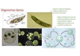 Organismos típicosOrganismos típicosOrganismos típicosOrganismos típicos
• scelo
Euglena: observar flagelos,
estigma, grânulos de
paramilo, vacúolos.
Volvox: Colônia em que há
células somáticas e poucas
reprodutivas. Células
organizam-se sobre uma
superfície gelatinosa.
 
