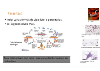 ParasitasParasitasParasitasParasitas::::
• Inclui várias formas de vida livre e parasitárias.
• Ex. Trypanossoma cruzi.
T. cruzi
Forma Tripomastigota – fase infecciosa
Forma Amastigota – fase do
hospedeiro.
Forma Epimastigota – tubo digestivo
vetor.
Ciclo da Doença
de Chagas
Ao se relacionarem com outros organismos também podem ser
mutualistas.
 