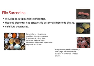 Filo SarcodinaFilo SarcodinaFilo SarcodinaFilo Sarcodina
• Pseudopodes tipicamente presentes.
• Flagelos presentes nos estágios de desenvolvimento de alguns.
• Vida livre ou parasita.
Foraminíferos - Geralmente
marinhos, secretam carapaças
(carbonato de cálcio, sílica,
partículas orgânicas ou do
sedimento). Originaram importantes
depósitos de calcário.
Eumycetozoa- grande semelhança
com fungos em condições de
escassez de alimentos. Fusão de
células.
 