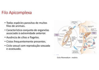 FiloFiloFiloFilo ApicomplexaApicomplexaApicomplexaApicomplexa
• Todas espécies parasitas de muitos
filos de animais.
• Característico conjunto de organelas
associado à extremidade anterior.
• Ausência de cílios e flagelos.
• Cistos frequentemente presentes.
• Ciclo sexual com reprodução sexuada
e assexuada.
Ciclo Plasmodium - malária
 